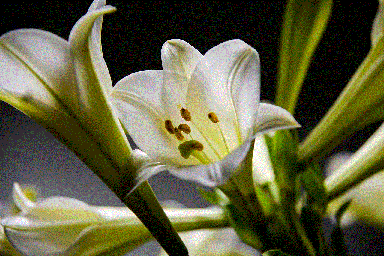 Lily Beautiful Flowers