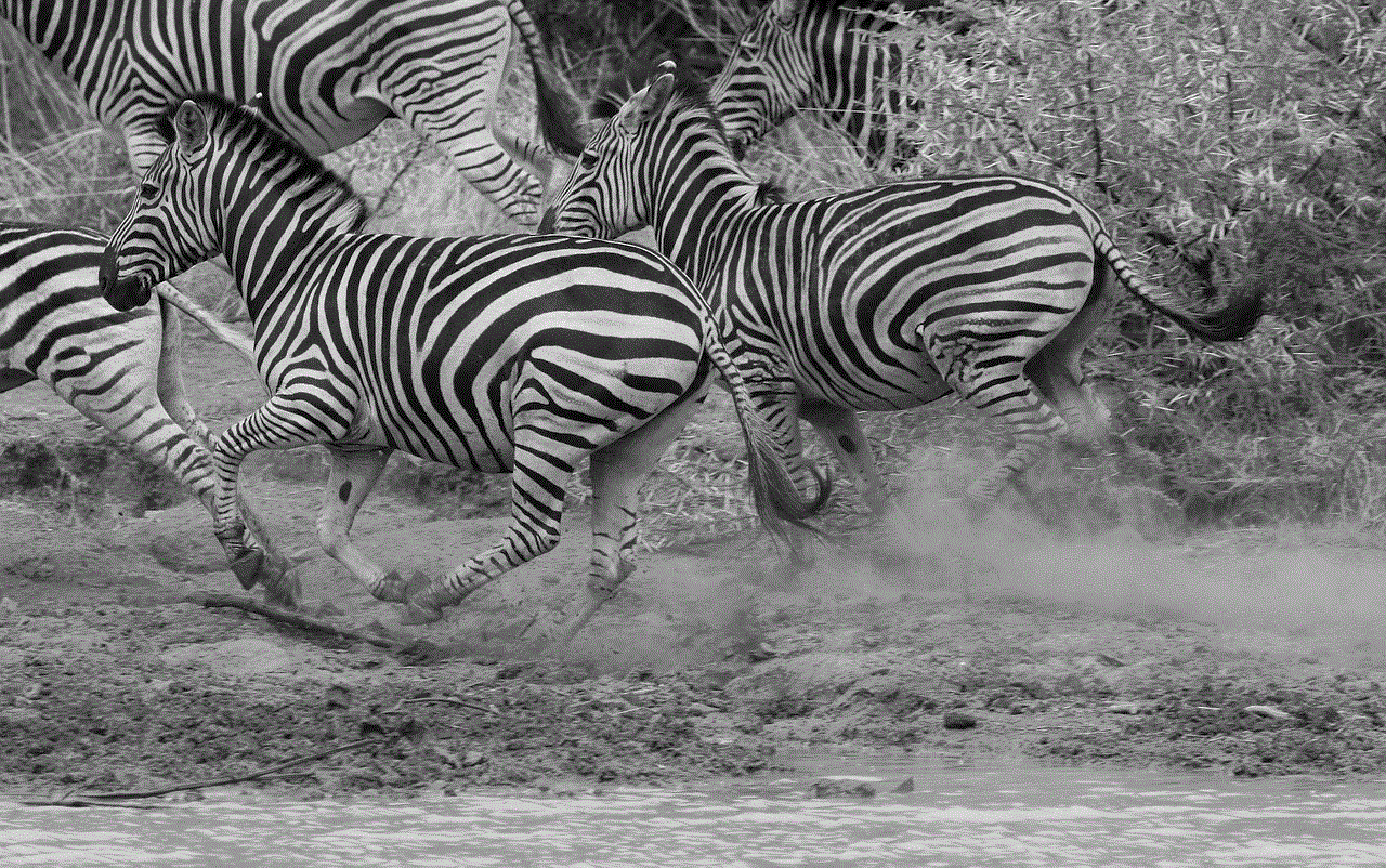 Zebras Running