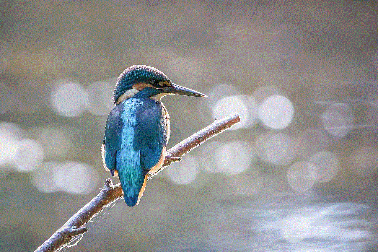 Bird Kingfisher