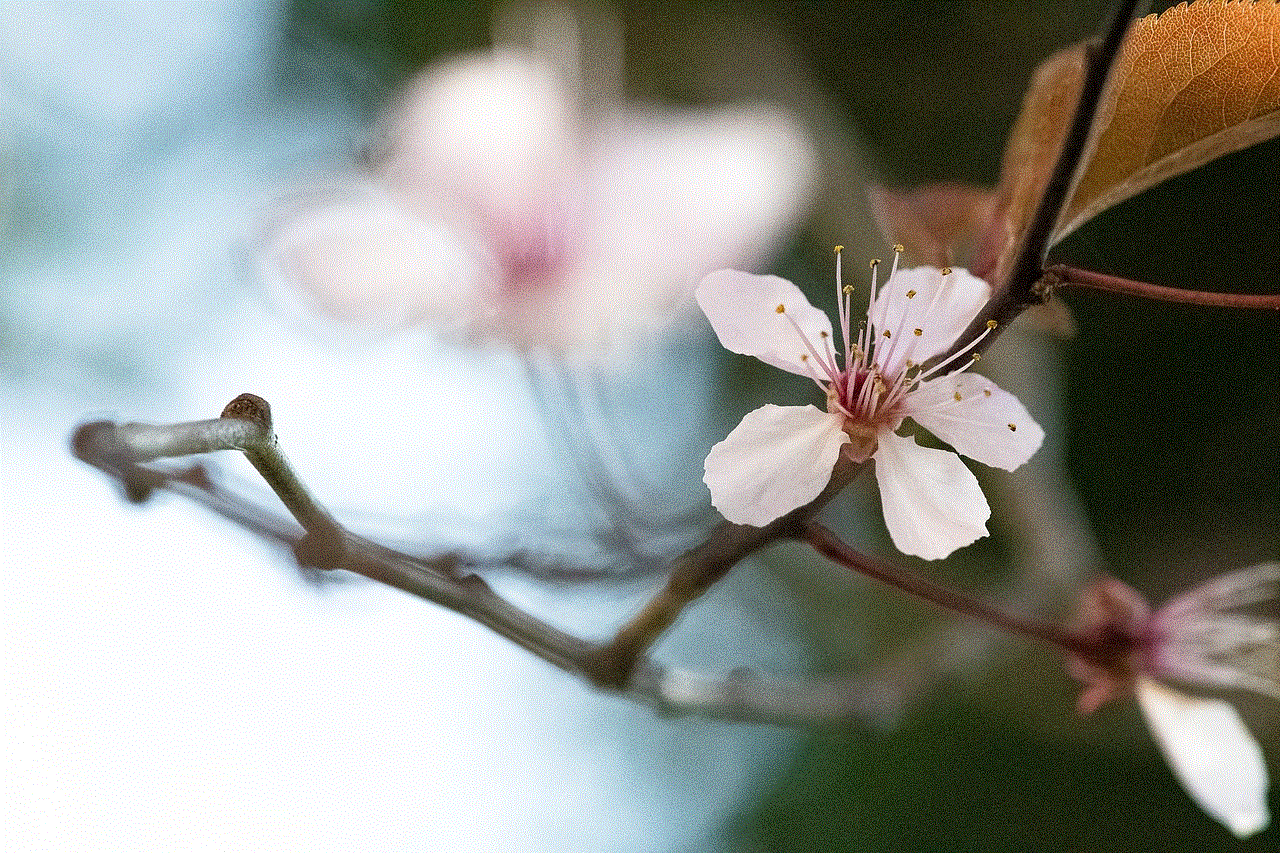 Cherry Blossom Flower Background