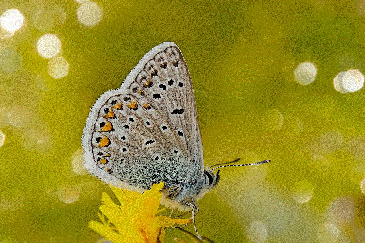 Hauhechel Blue Butterfly