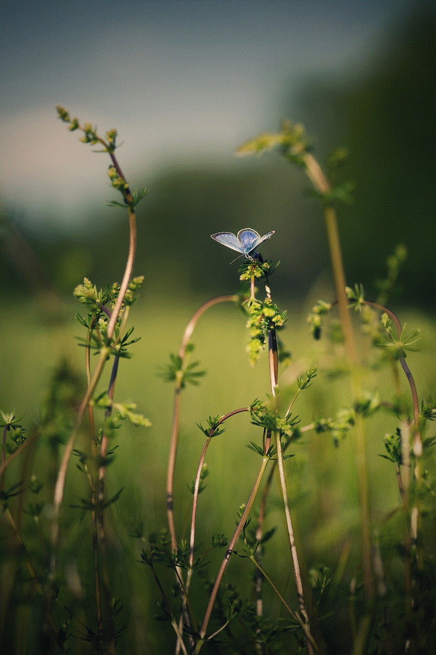 Butterfly Insect