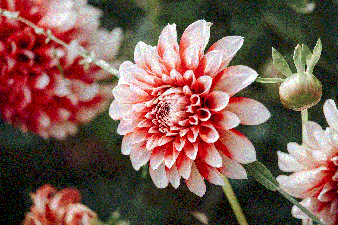 Dahlia Flower Background