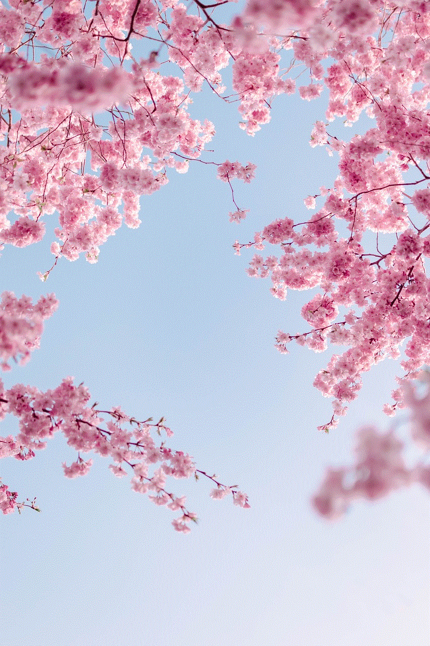 Cherry Blossoms Flowers