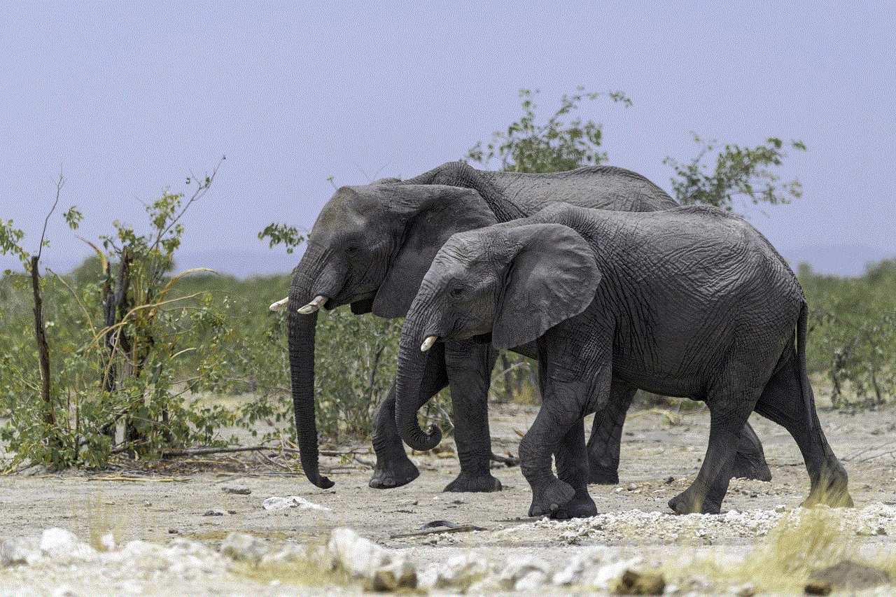 Elephants Pair