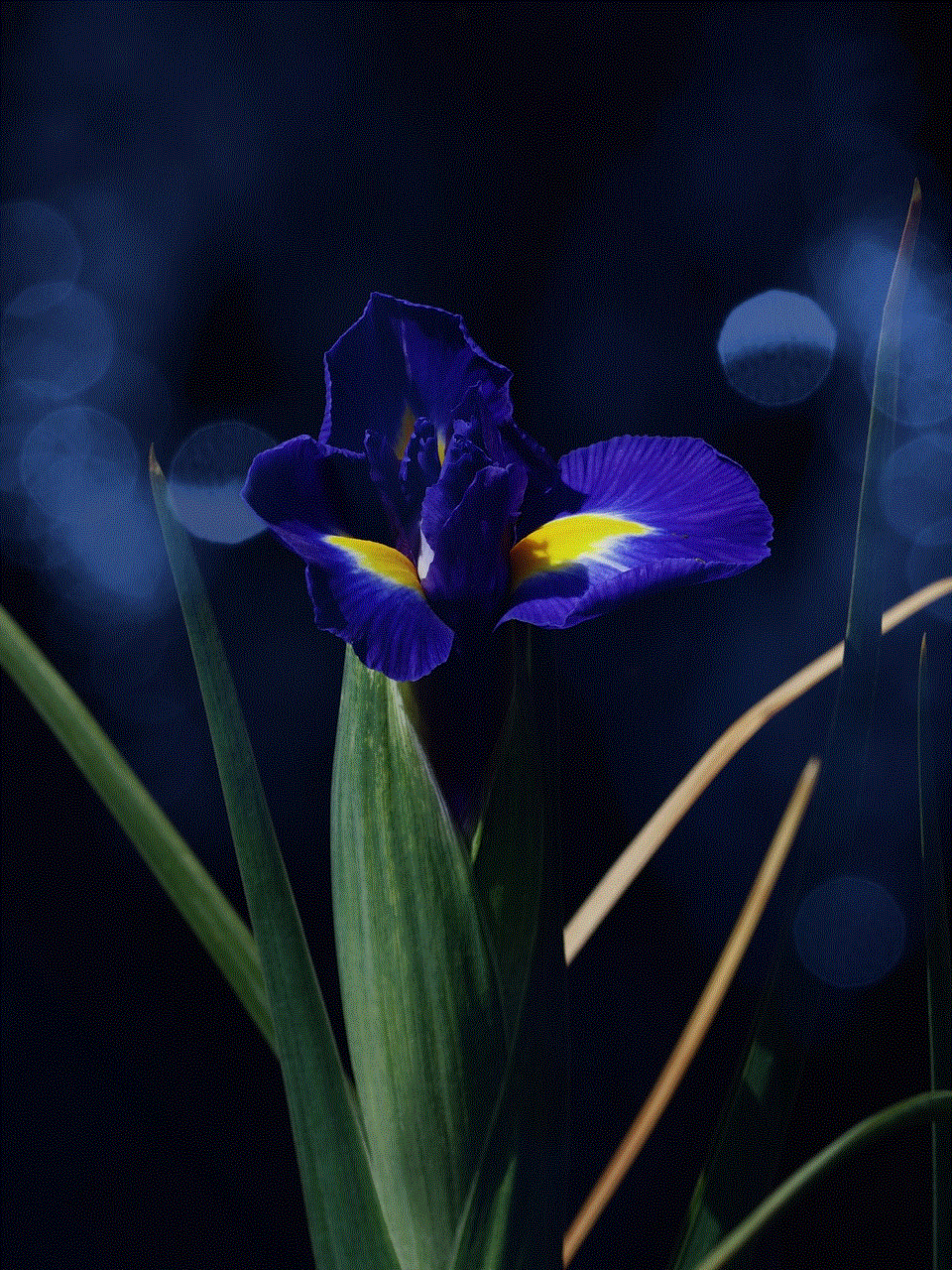 Dutch Iris Blue Flower