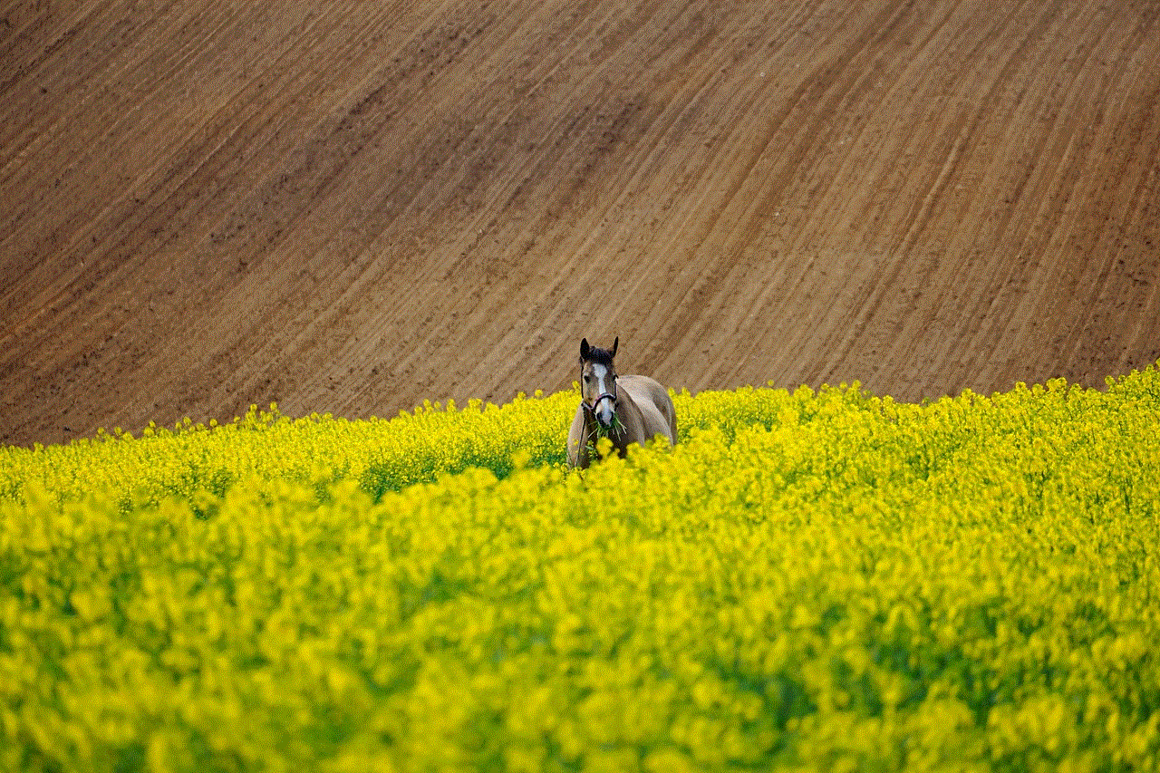 Horse Field Of Rapeseeds