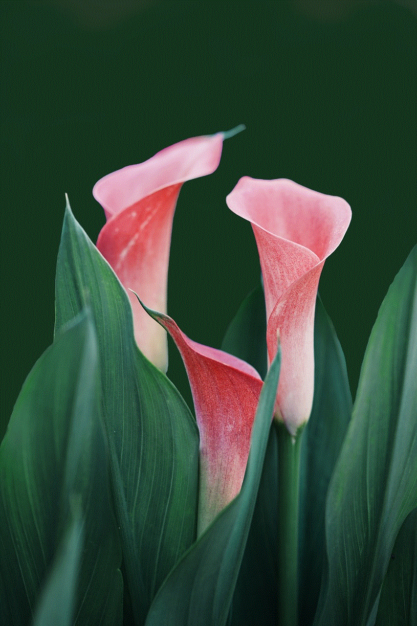 Flowers Calla Lilies