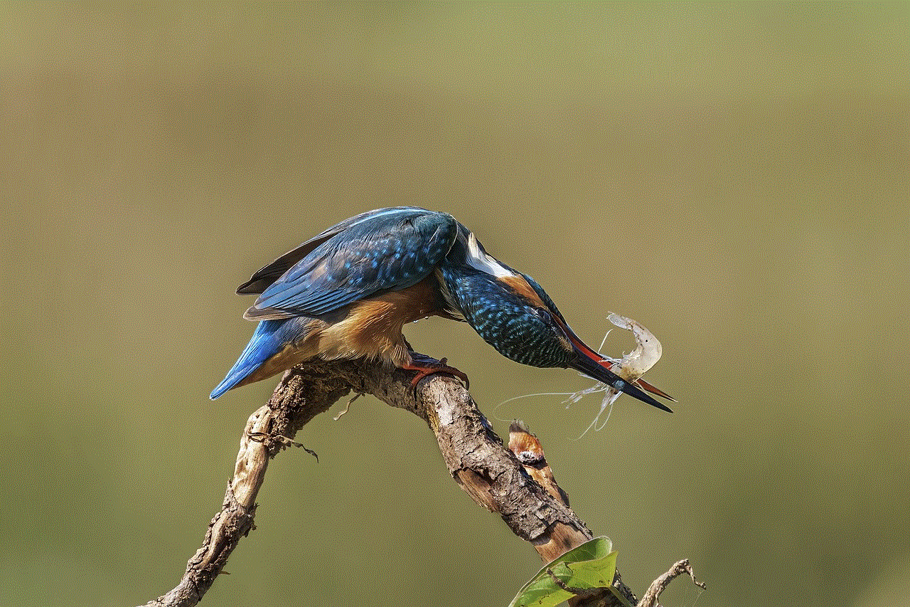 Kingfisher Catch