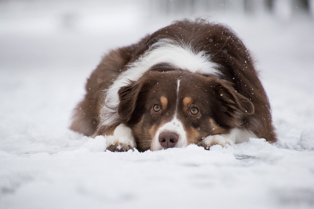 Australian Shepherd Dog