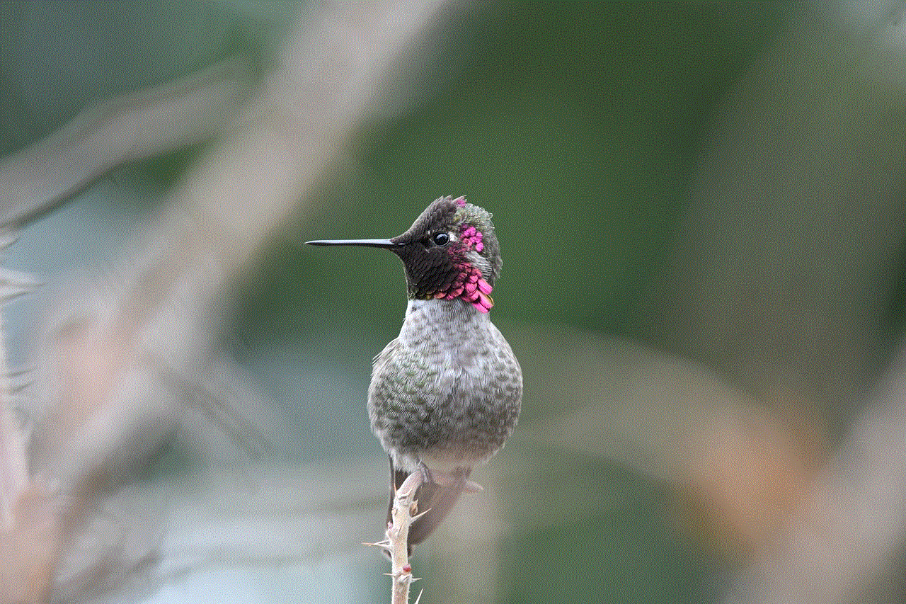Anna'S Hummingbird Bird