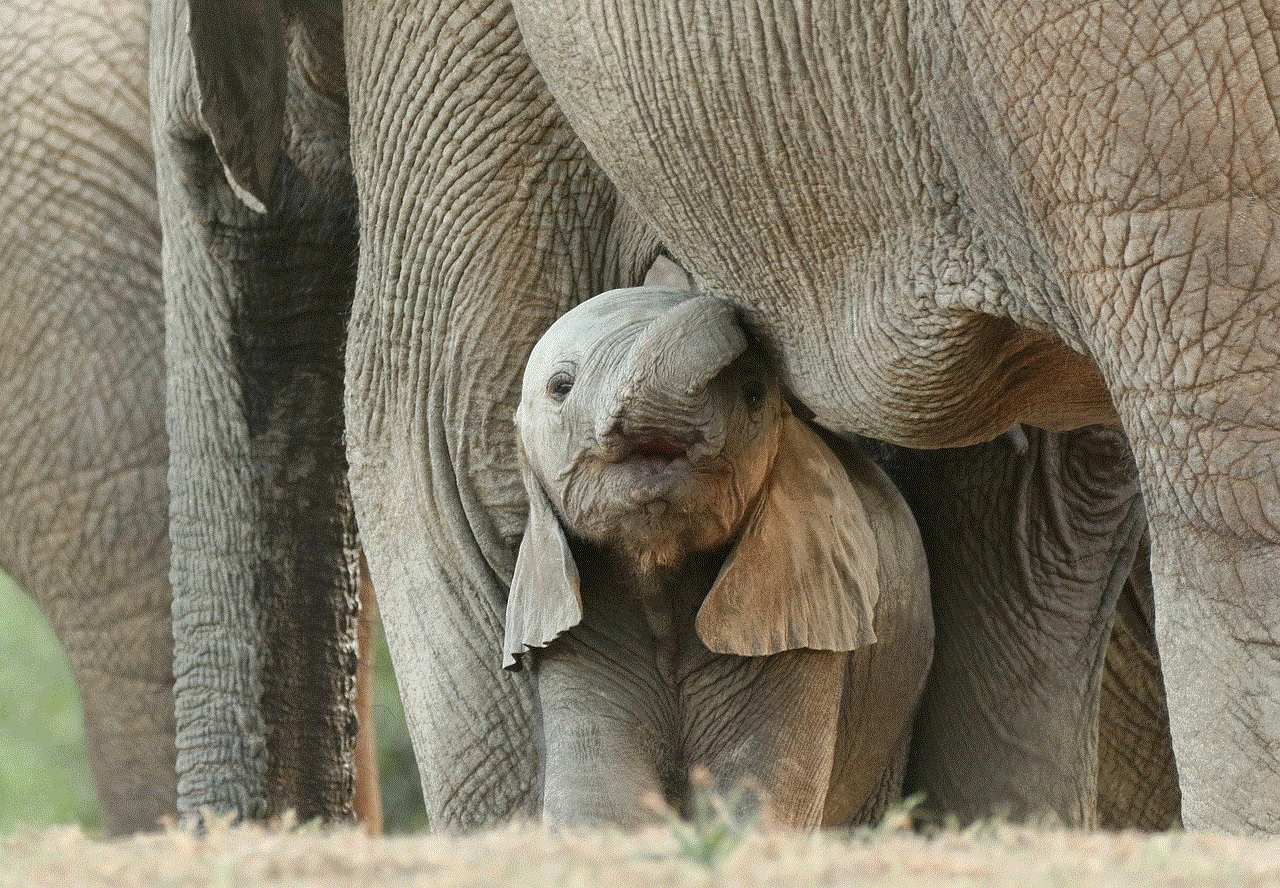 Elephants Baby Elephant