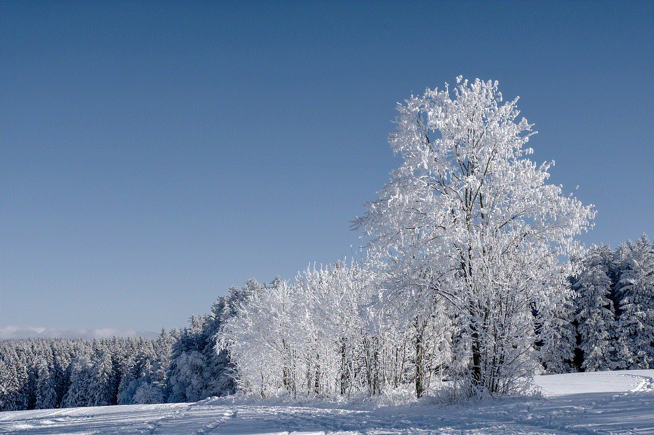 Winter Forest