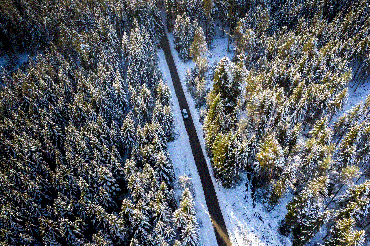 Winter Winter Forest
