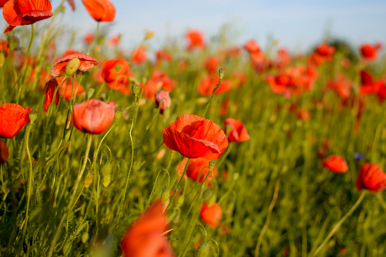 Poppies Flowers