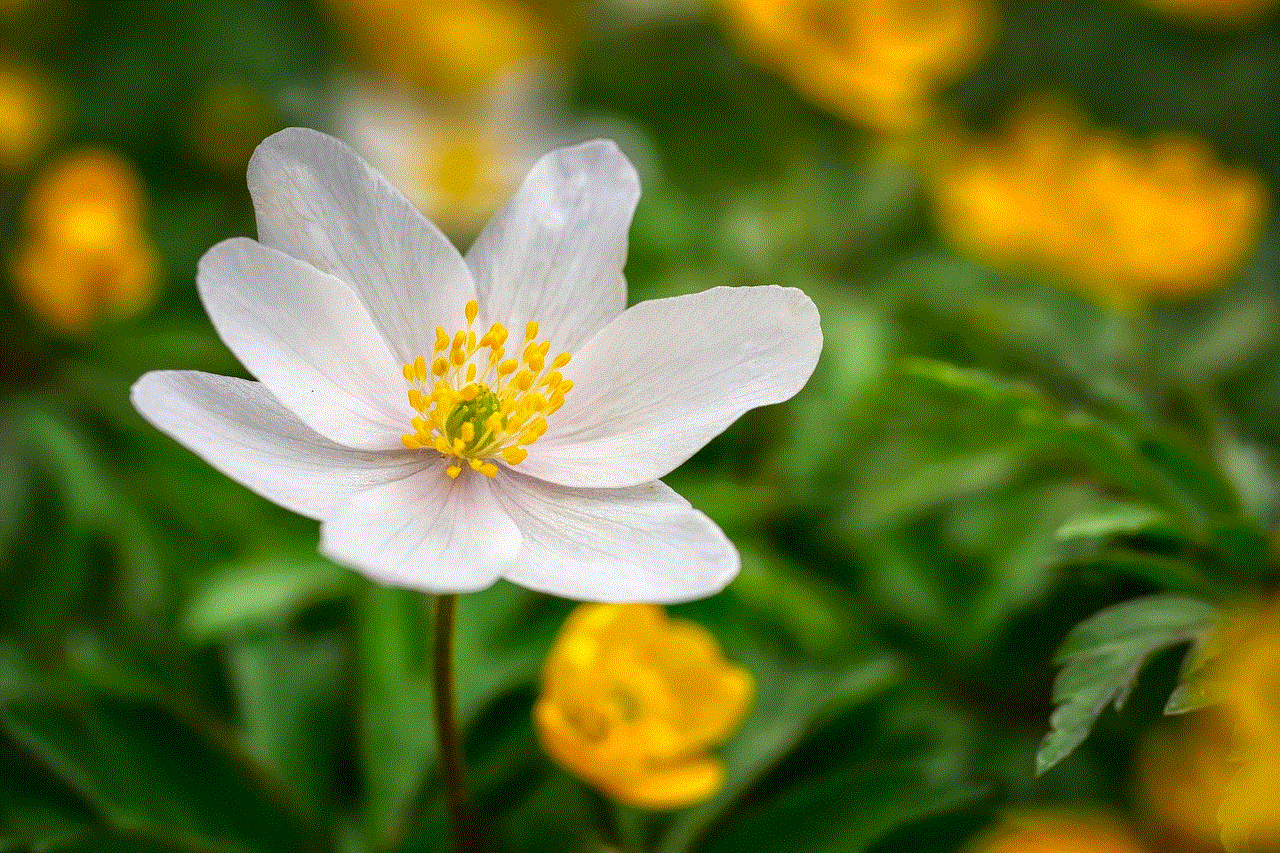 Flower Wood Anemone