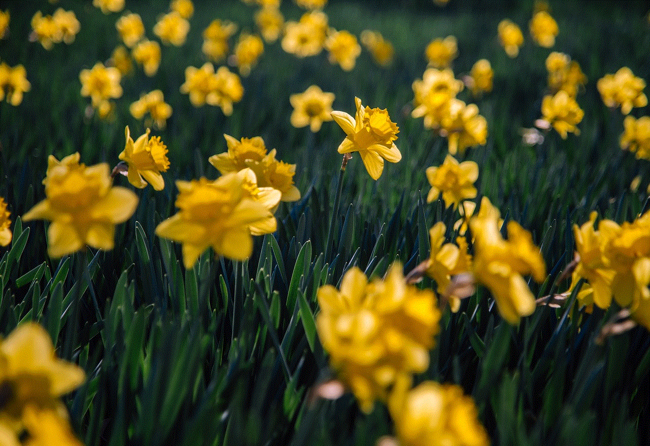 Daffodils Flowers