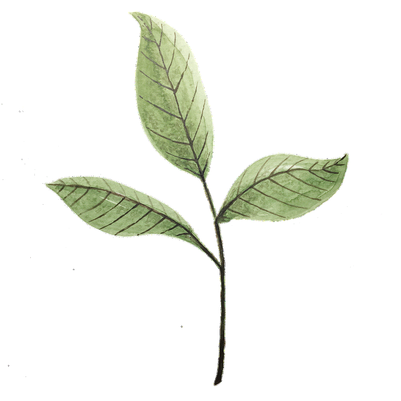 Leaves Twig