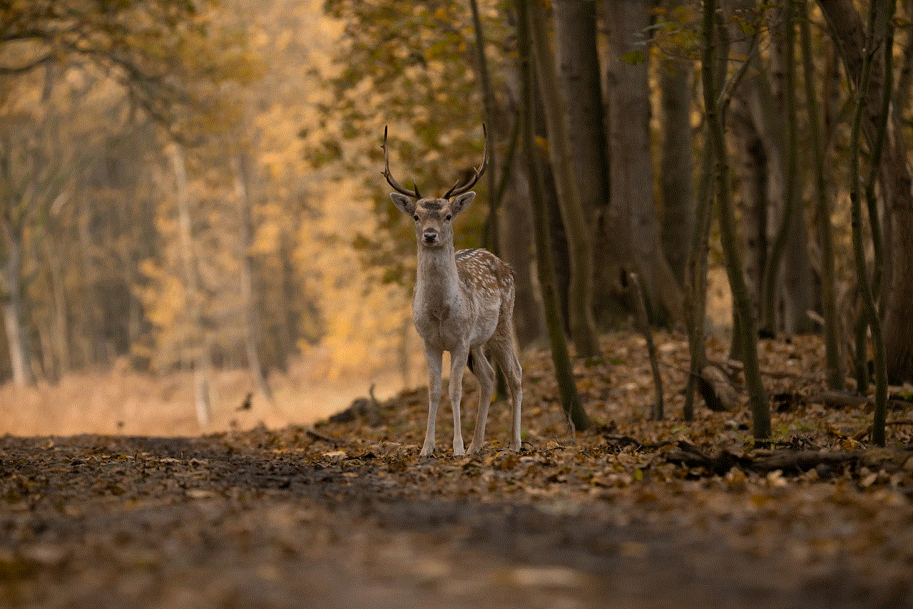 Fallow Deer Animal