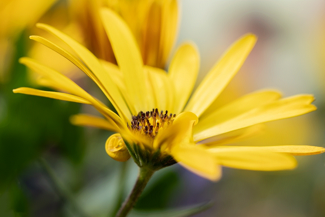 Marguerite Yellow