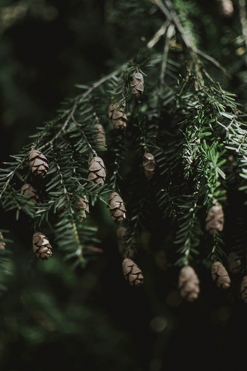 Spruce Cones