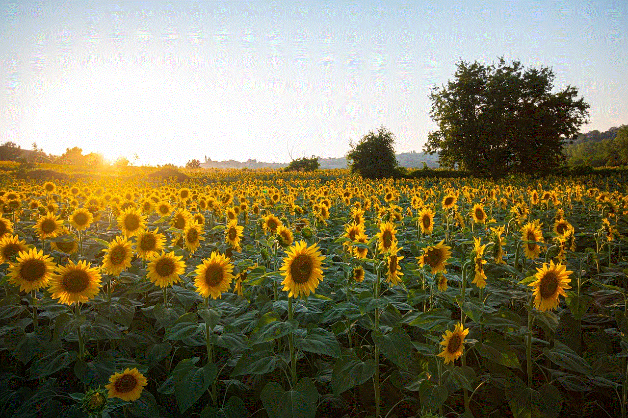 Sunflowers Field