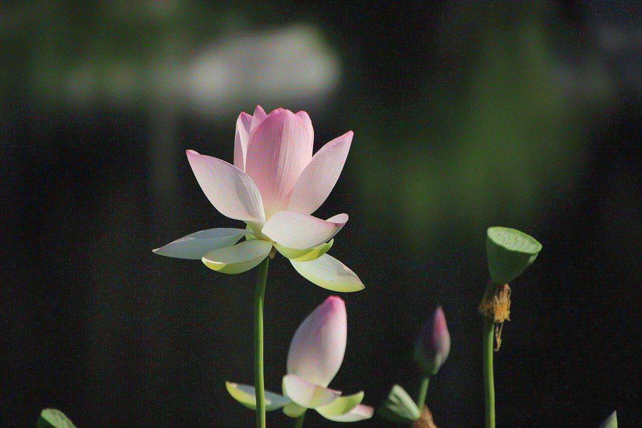 Lotus Flower Wallpaper