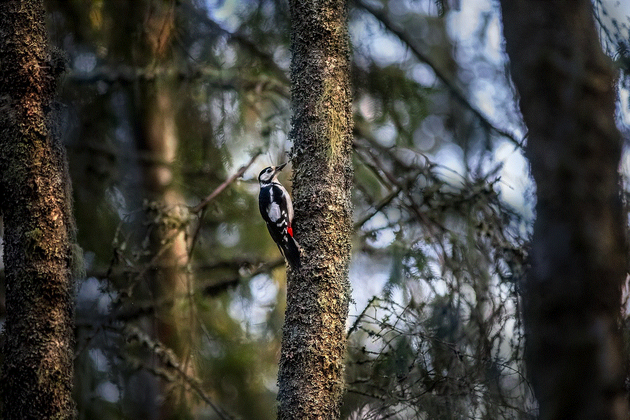 Great Spotted Woodpecker Bird