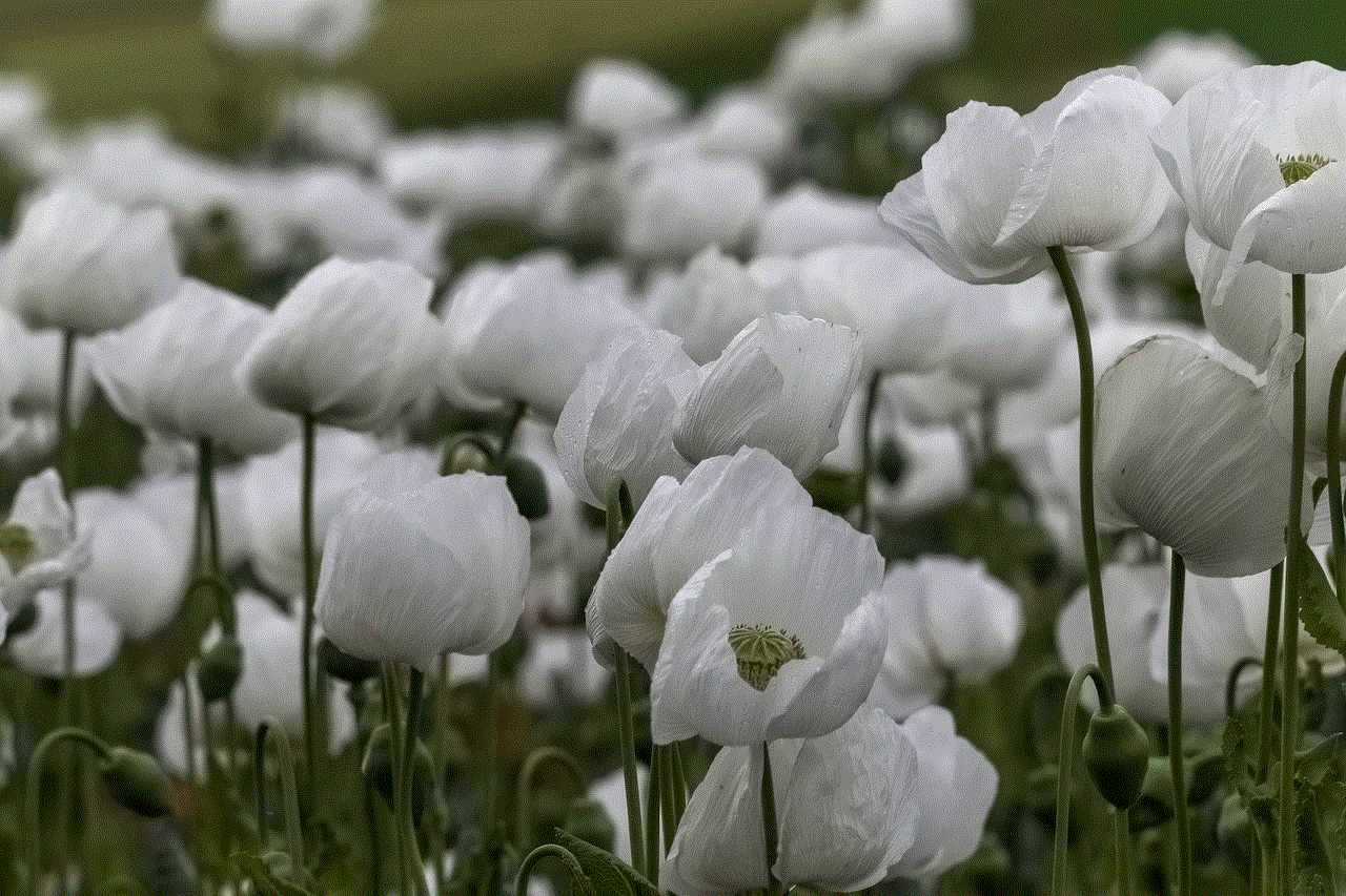 Poppy Flowers