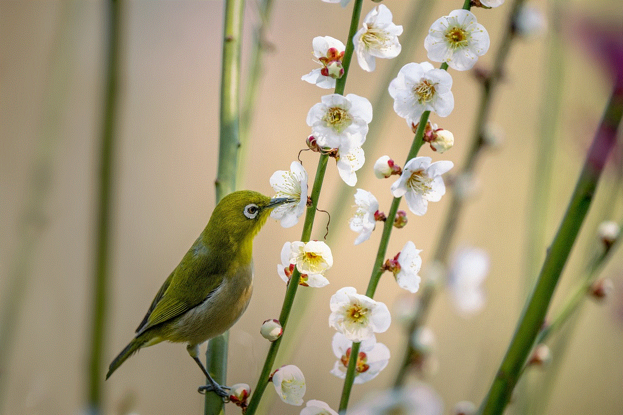 Bird White-Eye