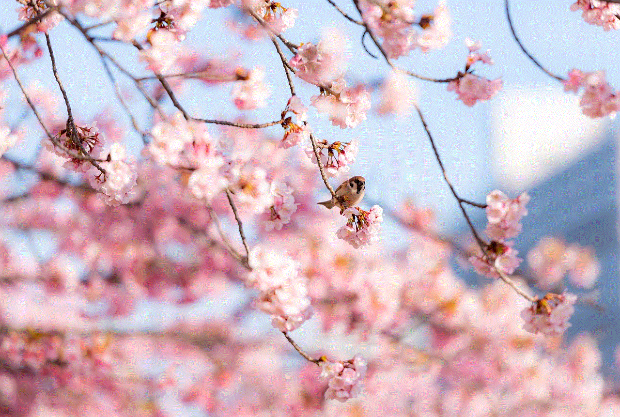 Cherry Blossom Flowers
