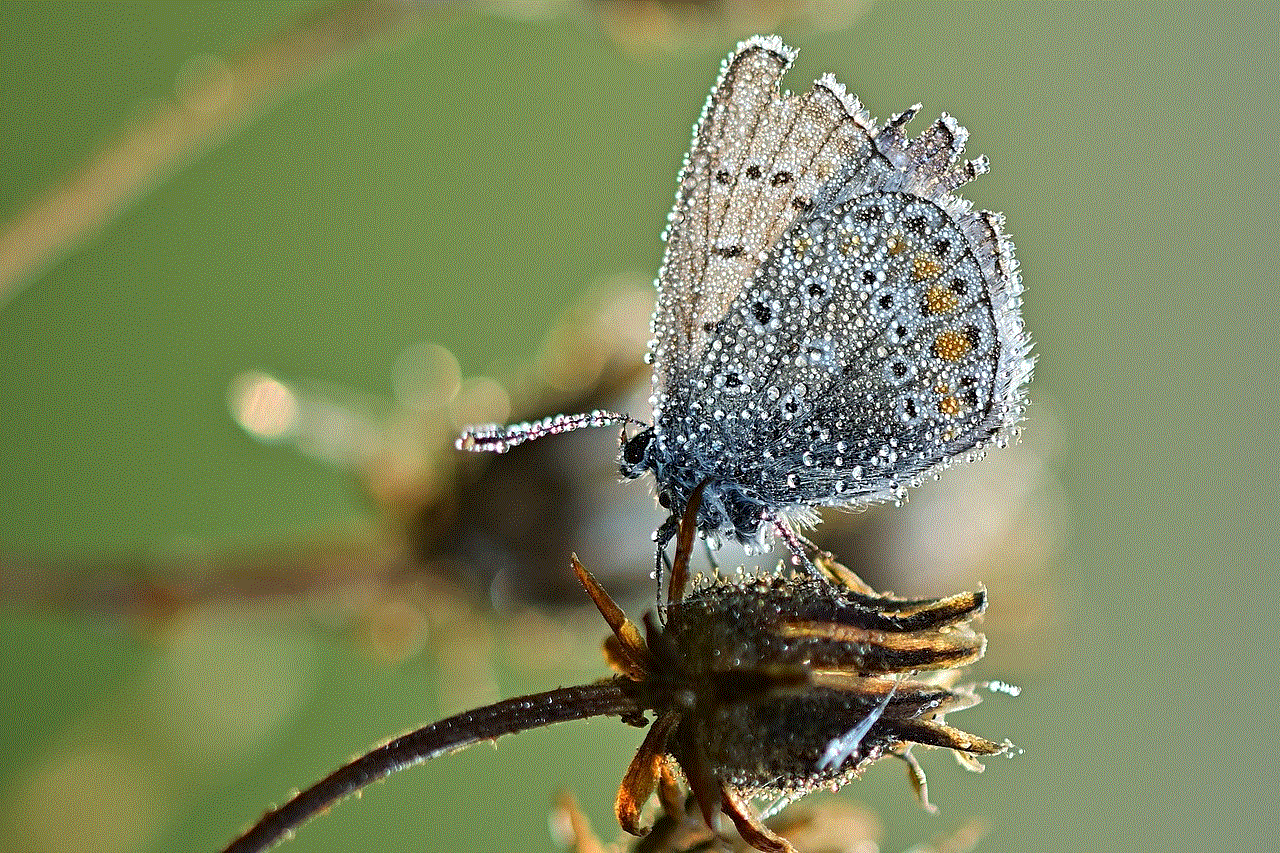 Pollination Butterfly