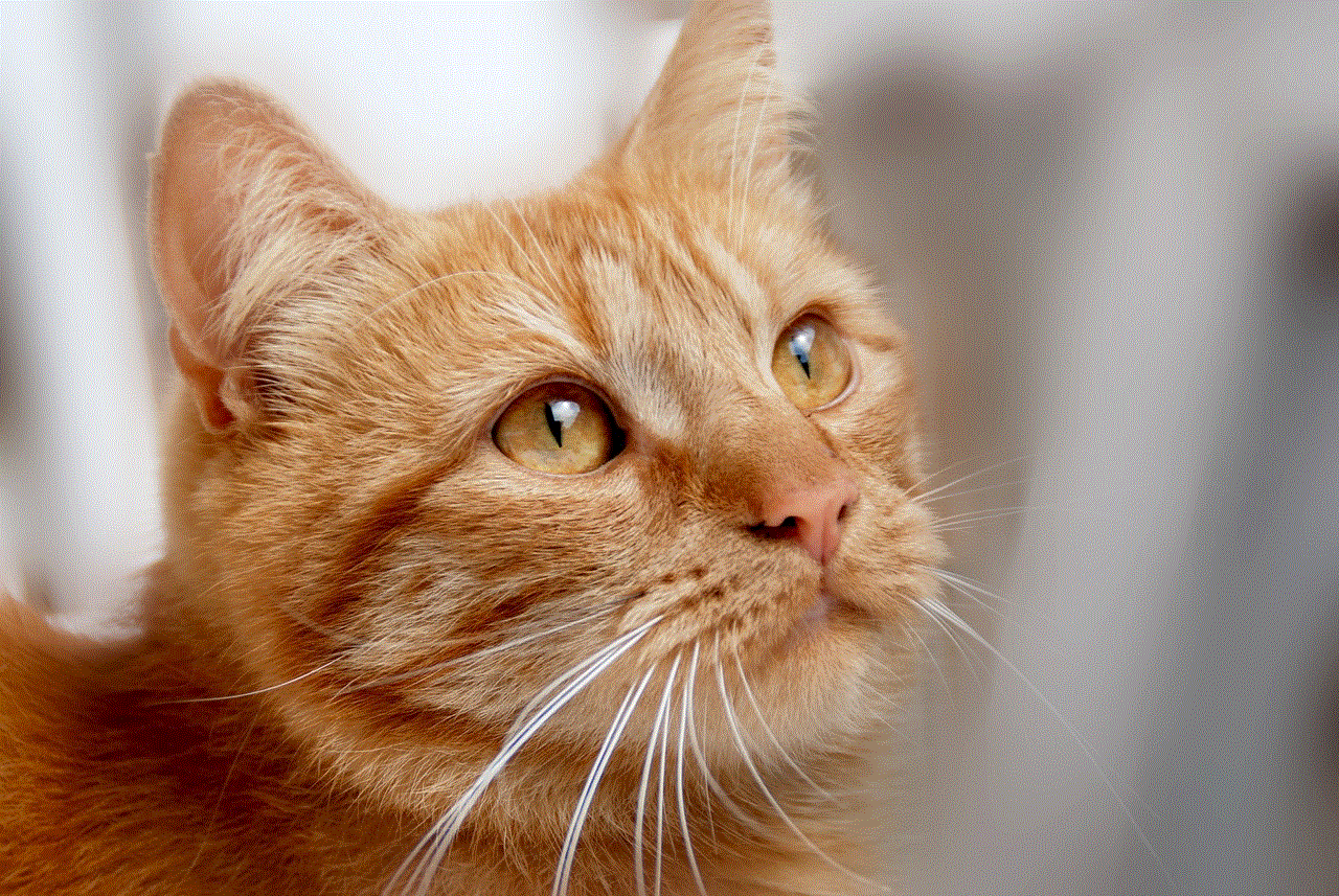Cat Red Tomcat