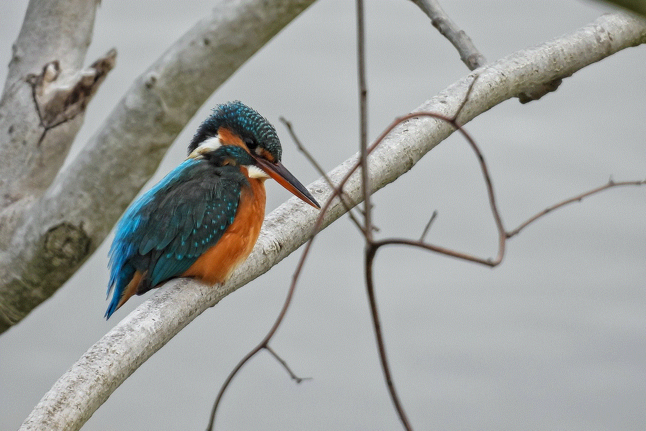 Kingfisher Bird