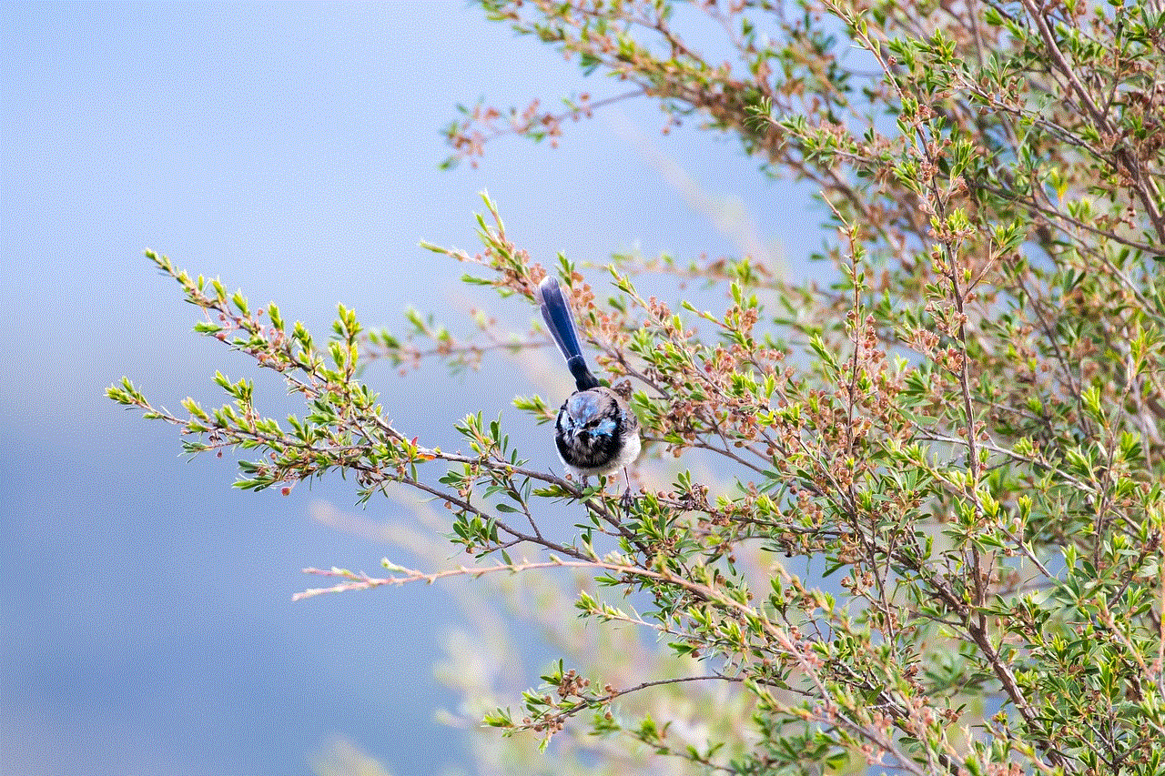 Superb Fairywren Wren