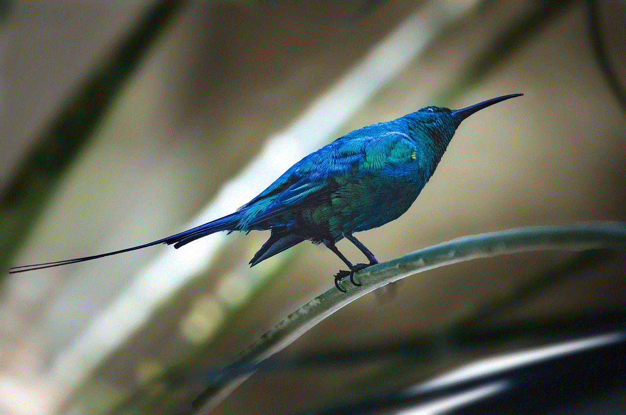 Sunbird Bird