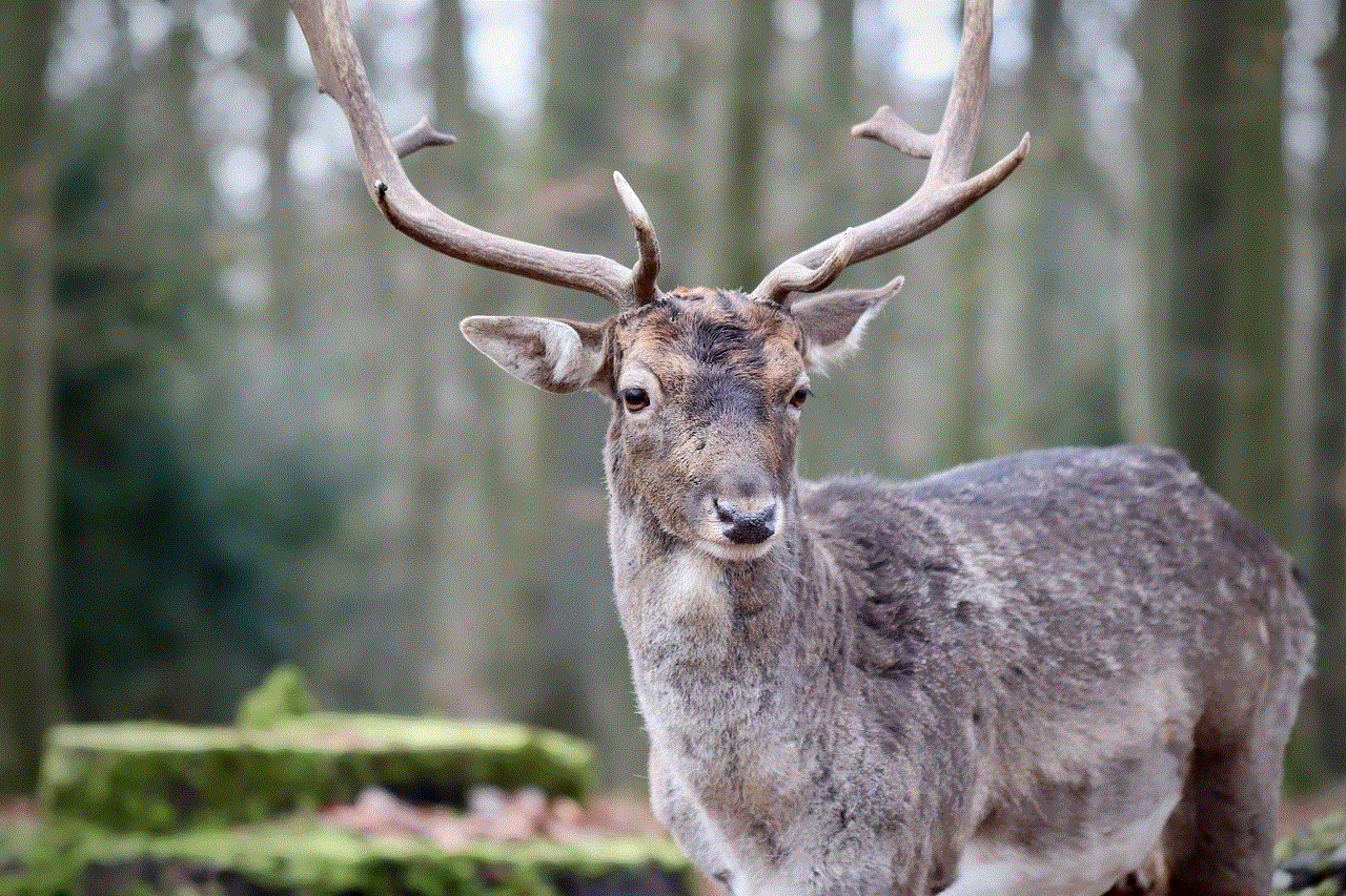 Fallow Deer Deer