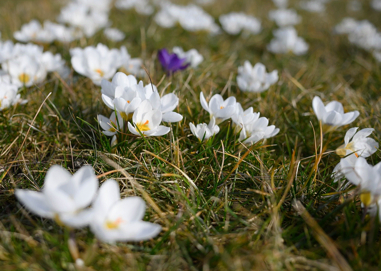 Crocus Flowers