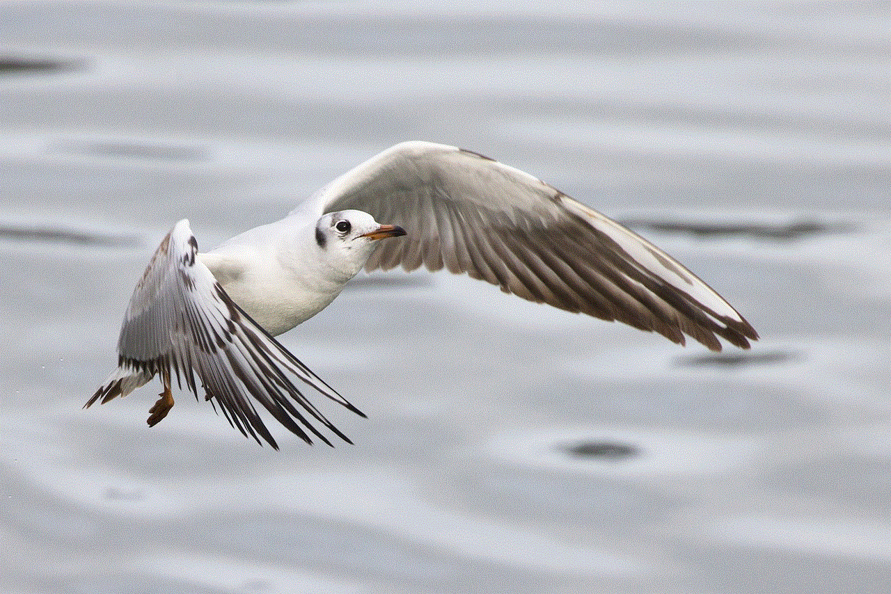 Seagull Bird