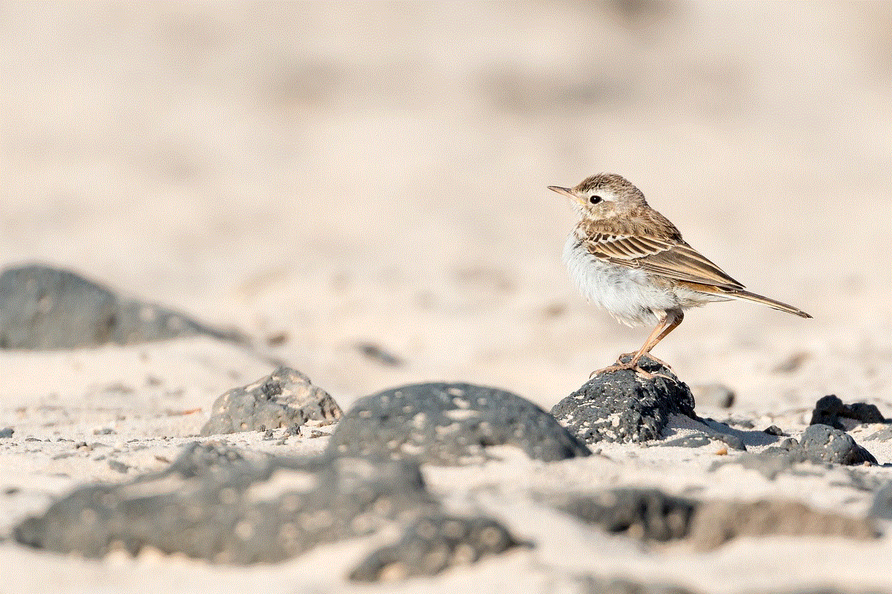 Pipit Bird