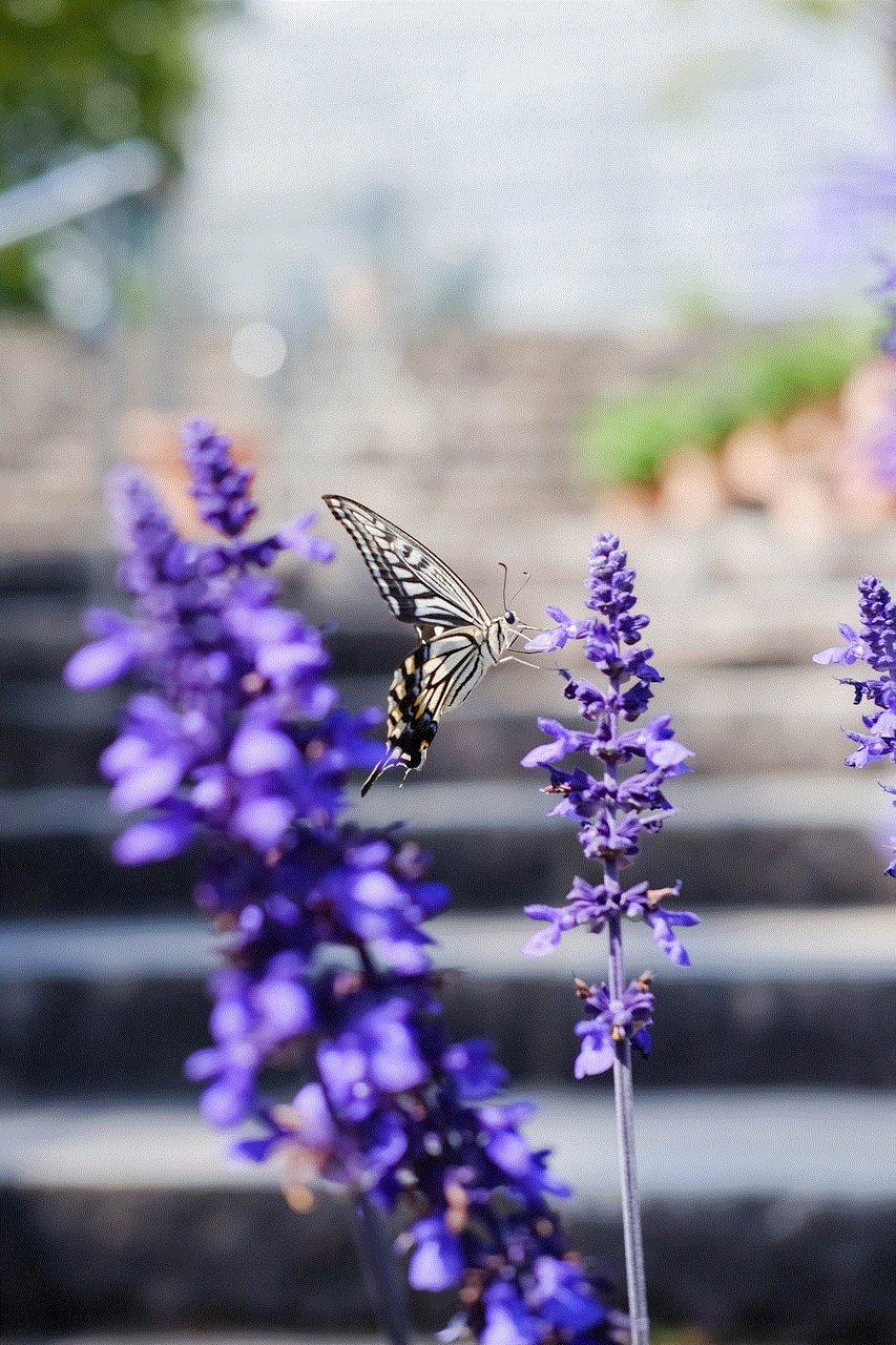 Butterfly Lavenders
