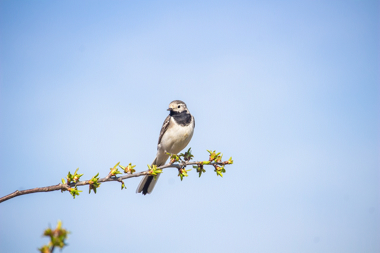 Wagtail Bird