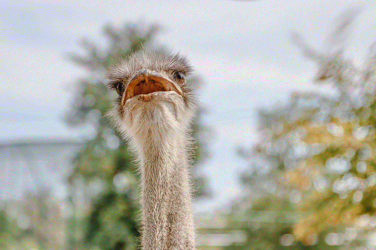 Ostrich Bird