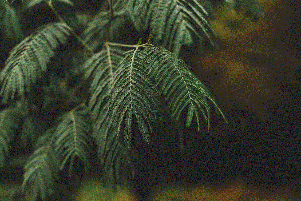 Leaves Branches