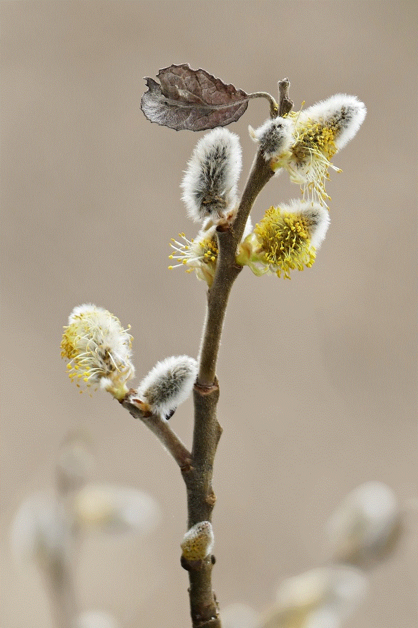 Willow Catkins Branch