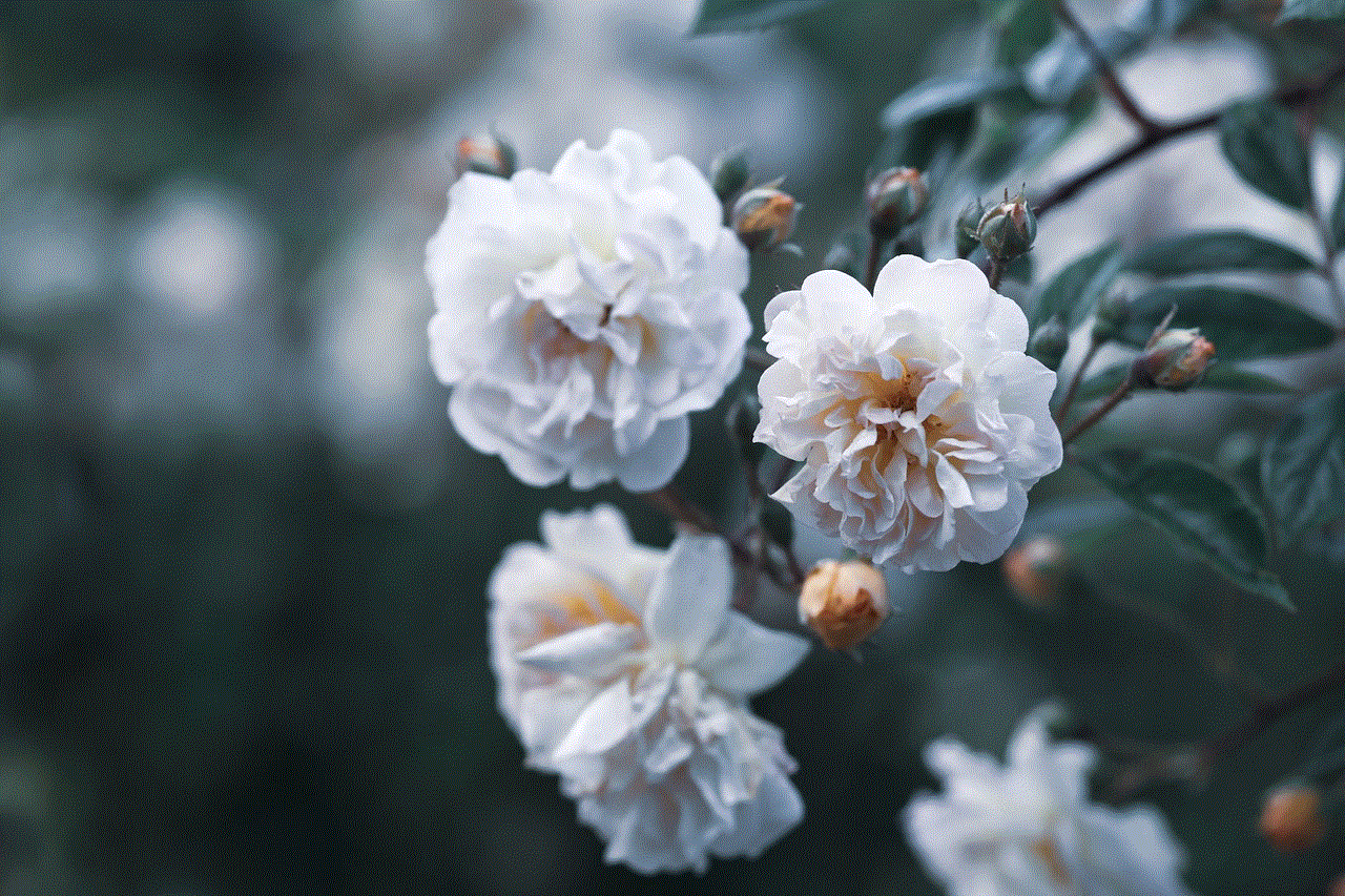 Flowers White Flowers