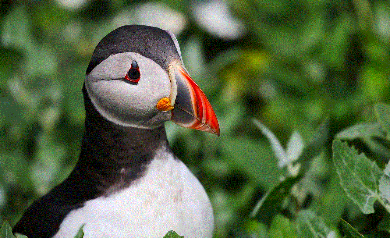 Puffin Bird