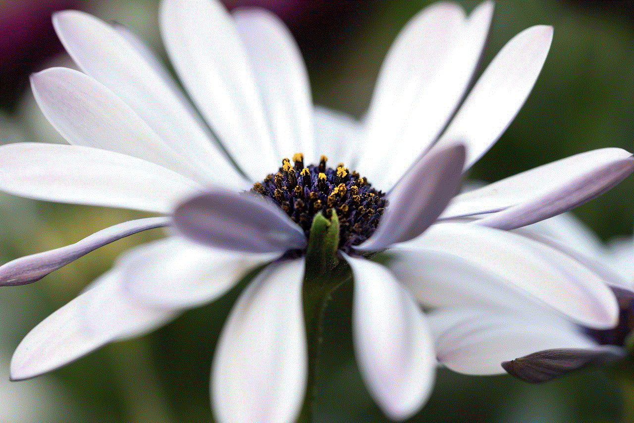 Marguerite Flower