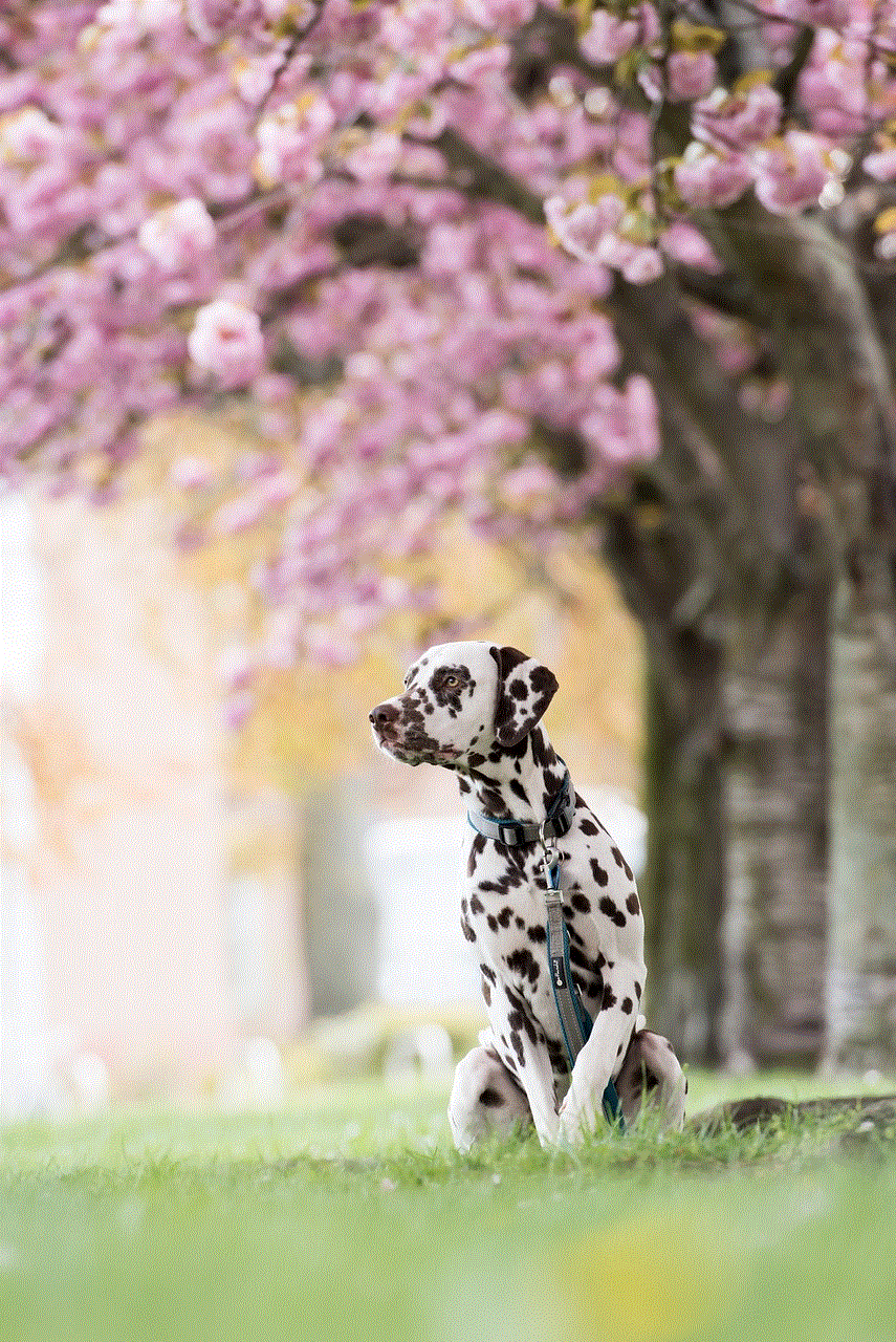 Dalmatian Dog