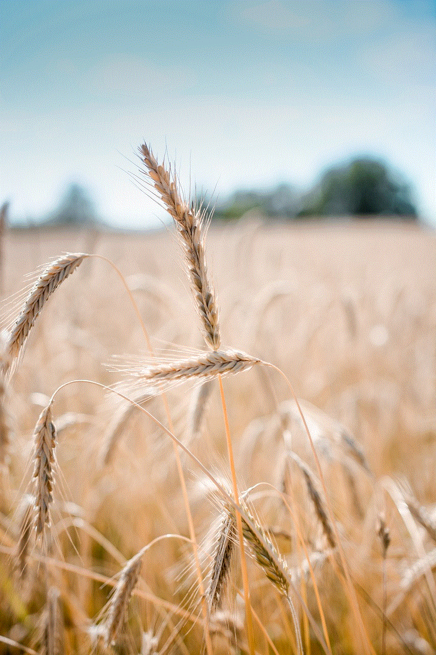 Wheat Crop